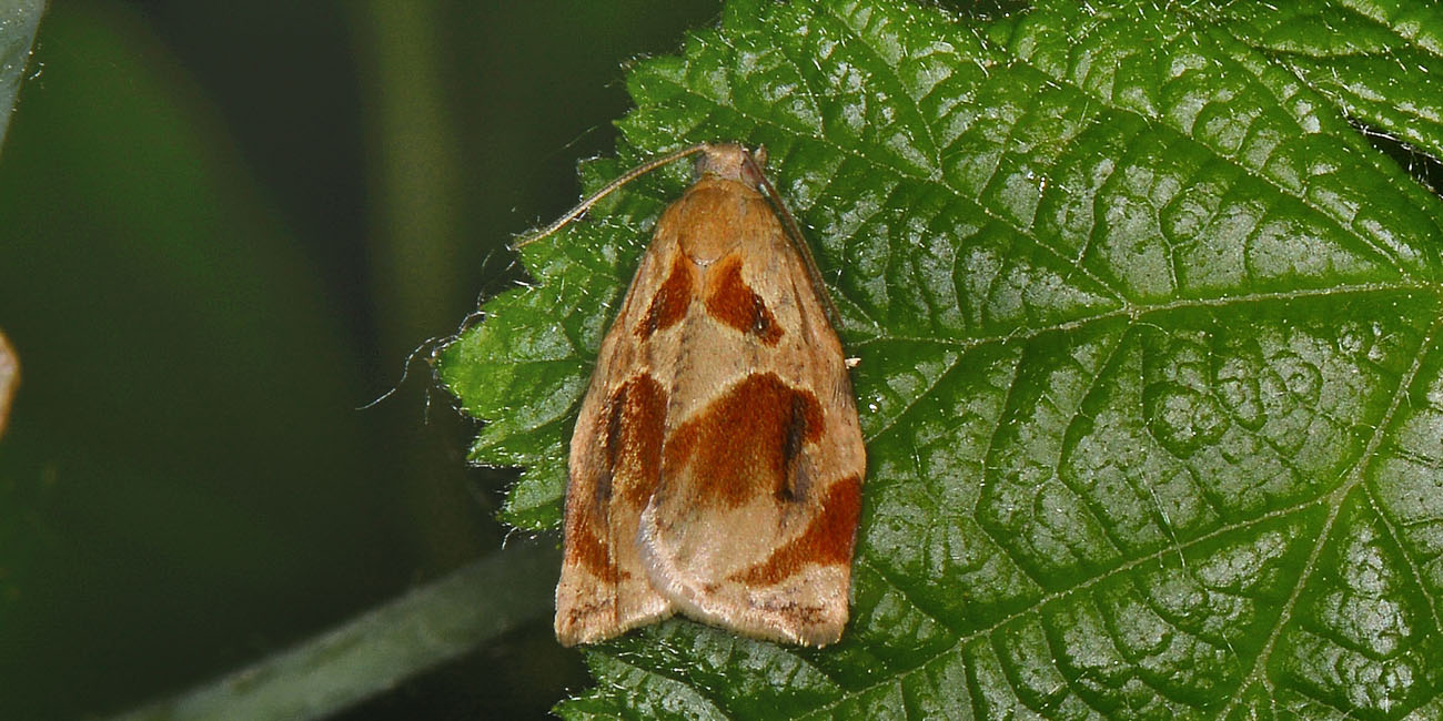 Tortricidae: Archips xylosteana? No, A. crataegana